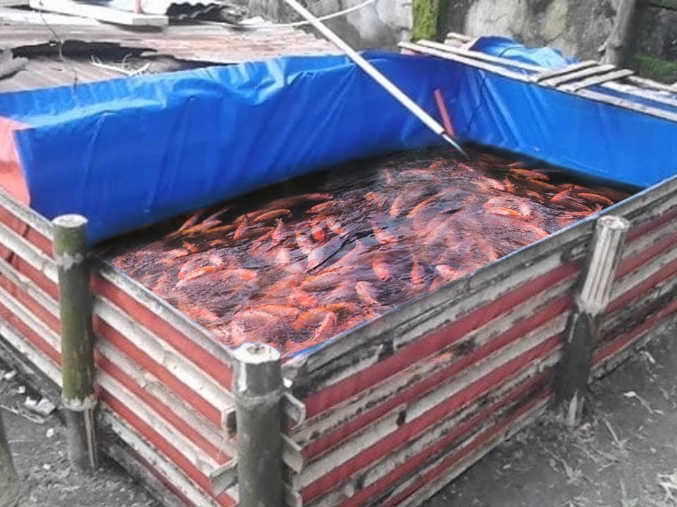 Jual Terpal Kolam Ikan di Palembang
